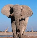 Africa - Portfolio 2